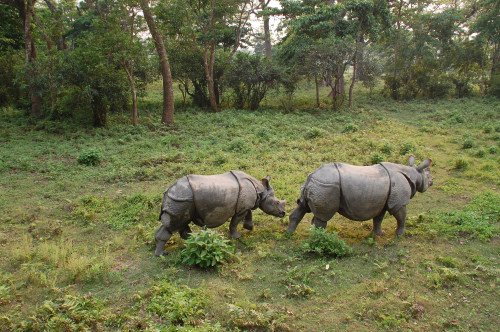 Chitwan Jungle Safari