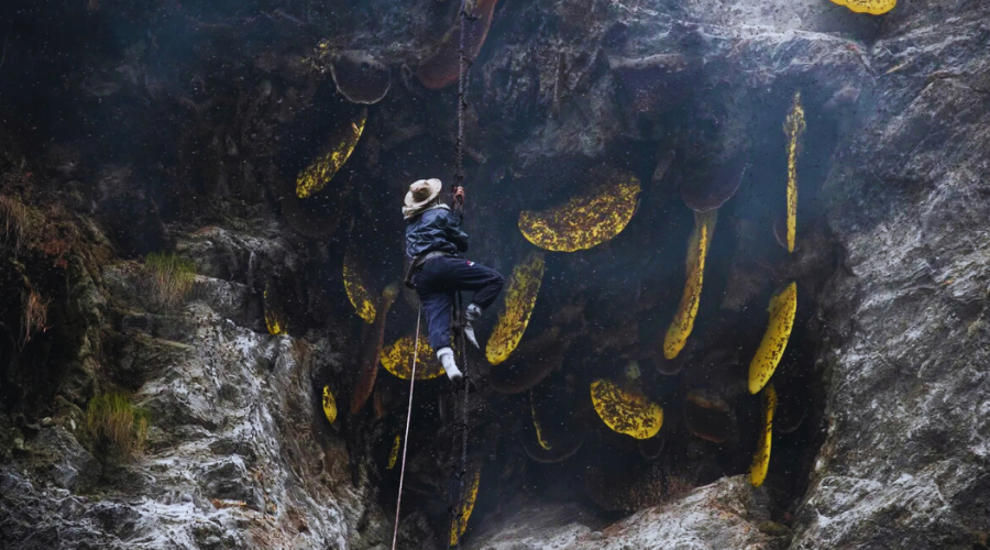 Honey Hunting in Nepal | Gurung Tradition & Cliff Adventure