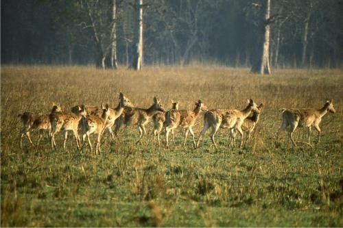Koshi Tappu Wildlife Reserve